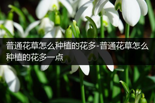 普通花草怎么种植的花多-普通花草怎么种植的花多一点