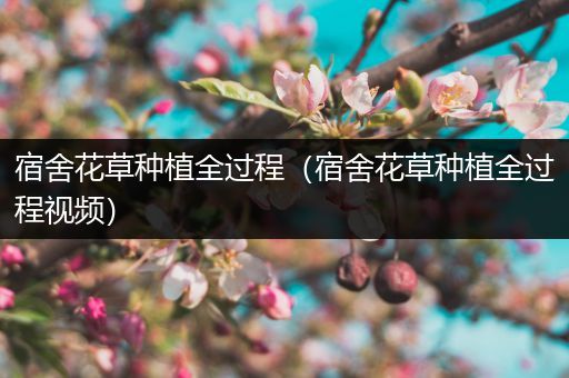 宿舍花草种植全过程（宿舍花草种植全过程视频）