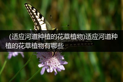 （适应河道种植的花草植物)适应河道种植的花草植物有哪些