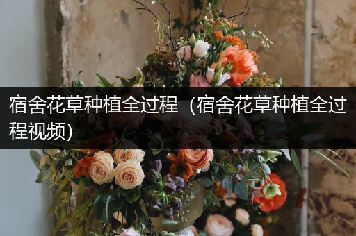 宿舍花草种植全过程（宿舍花草种植全过程视频）
