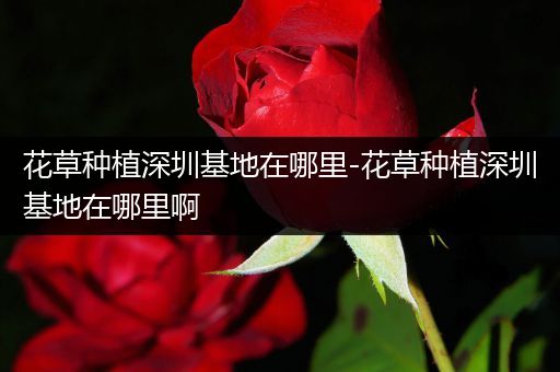 花草种植深圳基地在哪里-花草种植深圳基地在哪里啊