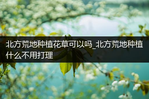 北方荒地种植花草可以吗_北方荒地种植什么不用打理