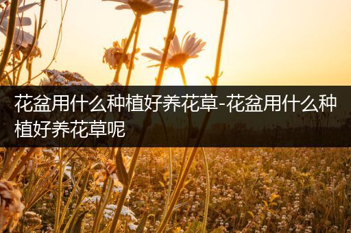 花盆用什么种植好养花草-花盆用什么种植好养花草呢