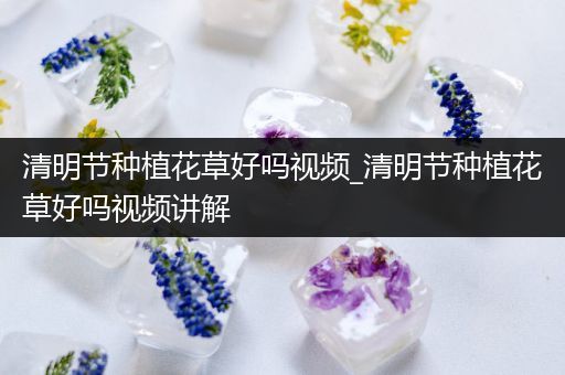 清明节种植花草好吗视频_清明节种植花草好吗视频讲解