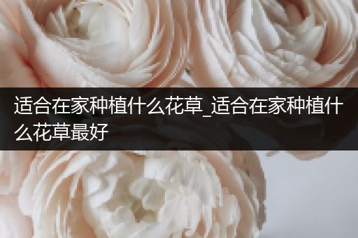 适合在家种植什么花草_适合在家种植什么花草最好
