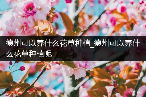 德州可以养什么花草种植_德州可以养什么花草种植呢