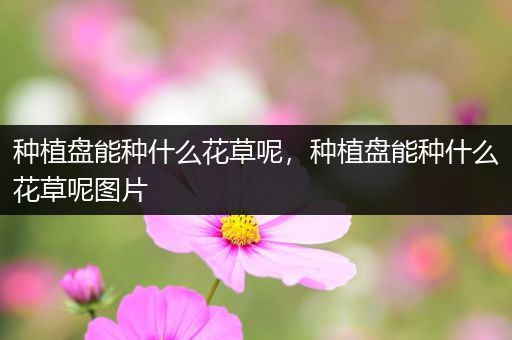 种植盘能种什么花草呢，种植盘能种什么花草呢图片