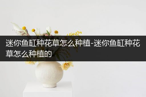迷你鱼缸种花草怎么种植-迷你鱼缸种花草怎么种植的