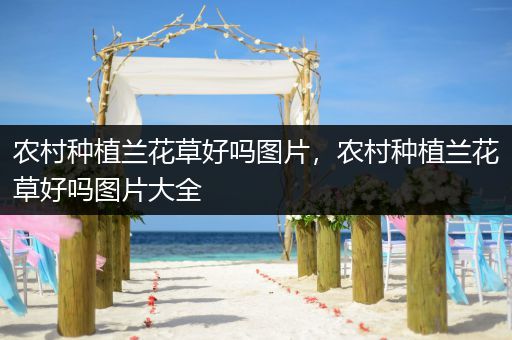 农村种植兰花草好吗图片，农村种植兰花草好吗图片大全