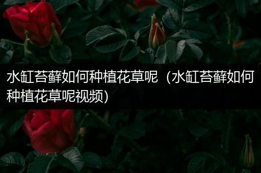 水缸苔藓如何种植花草呢（水缸苔藓如何种植花草呢视频）