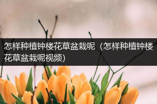 怎样种植钟楼花草盆栽呢（怎样种植钟楼花草盆栽呢视频）