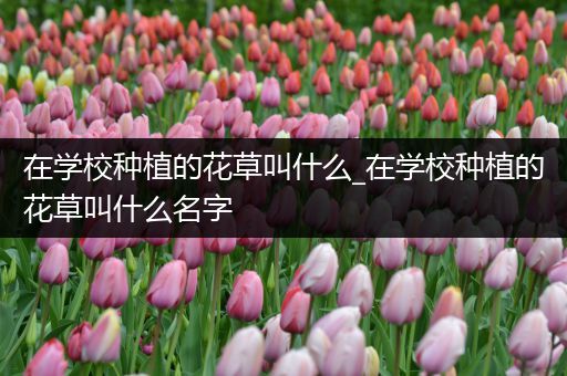 在学校种植的花草叫什么_在学校种植的花草叫什么名字
