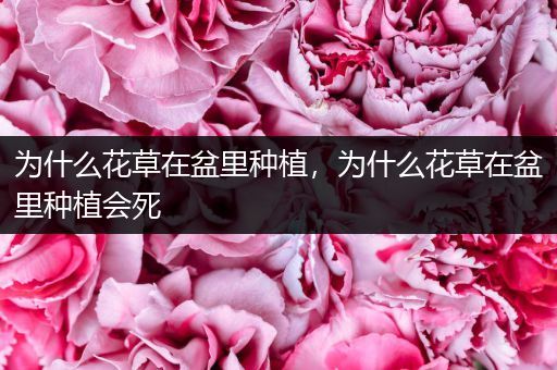 为什么花草在盆里种植，为什么花草在盆里种植会死