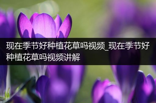 现在季节好种植花草吗视频_现在季节好种植花草吗视频讲解
