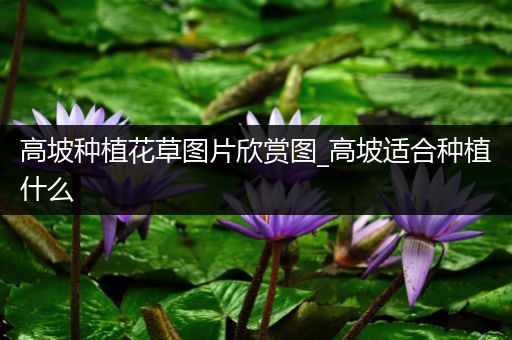 高坡种植花草图片欣赏图_高坡适合种植什么