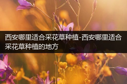 西安哪里适合采花草种植-西安哪里适合采花草种植的地方