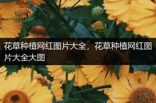 花草种植网红图片大全，花草种植网红图片大全大图