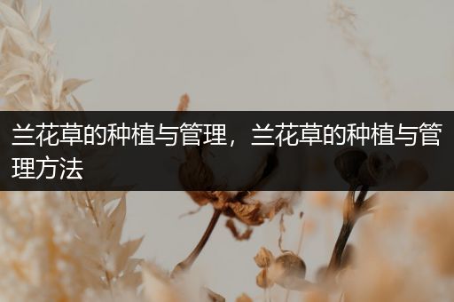 兰花草的种植与管理，兰花草的种植与管理方法