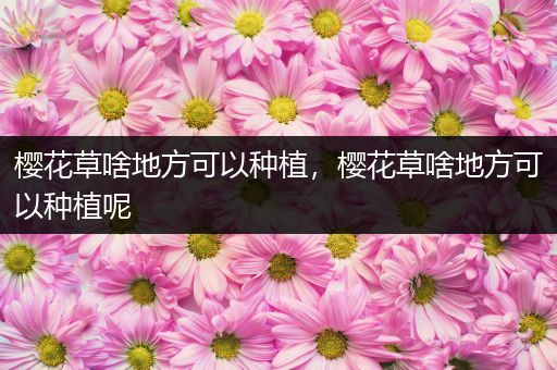 樱花草啥地方可以种植，樱花草啥地方可以种植呢