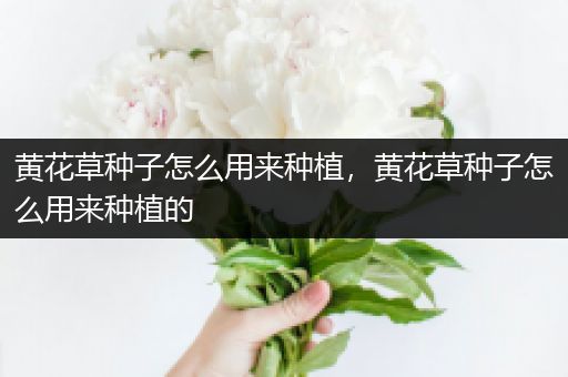黄花草种子怎么用来种植，黄花草种子怎么用来种植的