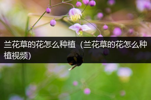 兰花草的花怎么种植（兰花草的花怎么种植视频）