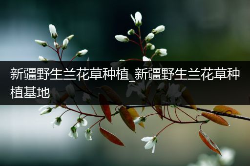 新疆野生兰花草种植_新疆野生兰花草种植基地