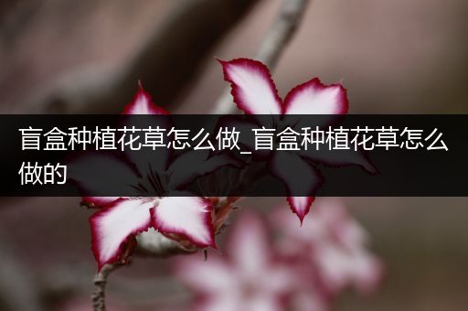 盲盒种植花草怎么做_盲盒种植花草怎么做的
