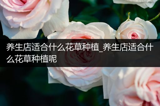 养生店适合什么花草种植_养生店适合什么花草种植呢