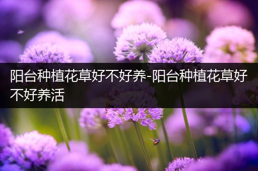 阳台种植花草好不好养-阳台种植花草好不好养活