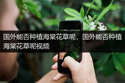 国外能否种植海棠花草呢，国外能否种植海棠花草呢视频