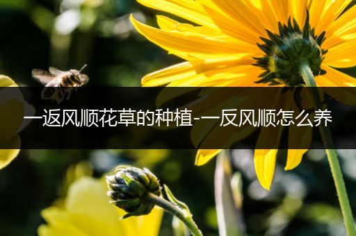 一返风顺花草的种植-一反风顺怎么养