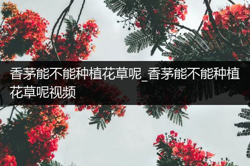 香茅能不能种植花草呢_香茅能不能种植花草呢视频