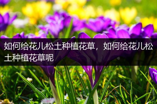 如何给花儿松土种植花草，如何给花儿松土种植花草呢