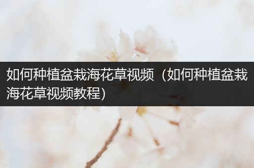 如何种植盆栽海花草视频（如何种植盆栽海花草视频教程）