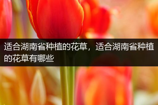 适合湖南省种植的花草，适合湖南省种植的花草有哪些