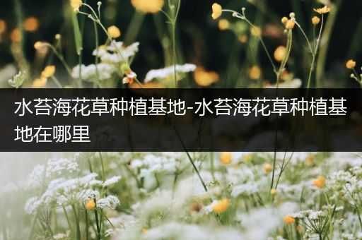 水苔海花草种植基地-水苔海花草种植基地在哪里