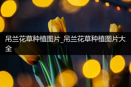 吊兰花草种植图片_吊兰花草种植图片大全