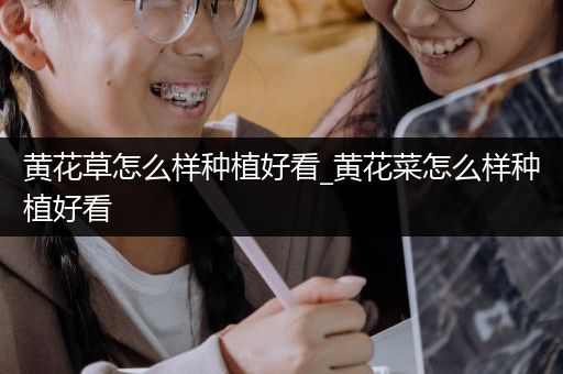 黄花草怎么样种植好看_黄花菜怎么样种植好看
