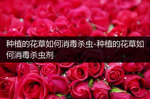 种植的花草如何消毒杀虫-种植的花草如何消毒杀虫剂