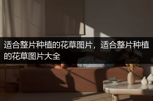 适合整片种植的花草图片，适合整片种植的花草图片大全