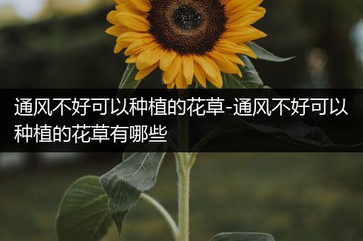 通风不好可以种植的花草-通风不好可以种植的花草有哪些