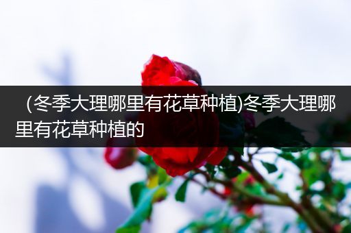 （冬季大理哪里有花草种植)冬季大理哪里有花草种植的