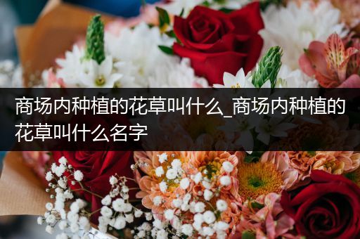 商场内种植的花草叫什么_商场内种植的花草叫什么名字
