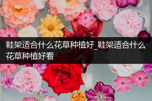 鞋架适合什么花草种植好_鞋架适合什么花草种植好看