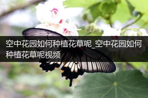 空中花园如何种植花草呢_空中花园如何种植花草呢视频