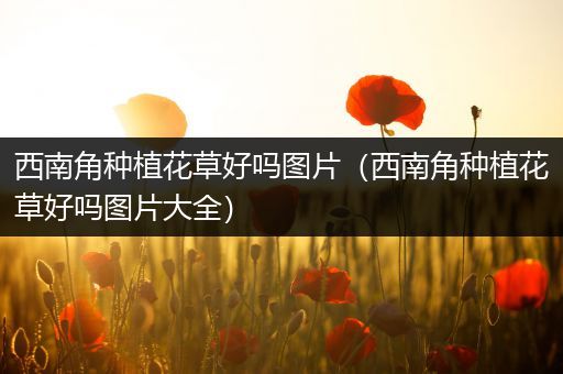 西南角种植花草好吗图片（西南角种植花草好吗图片大全）
