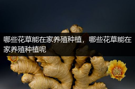 哪些花草能在家养殖种植，哪些花草能在家养殖种植呢