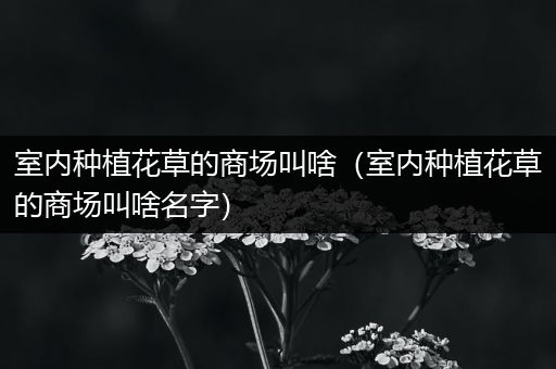 室内种植花草的商场叫啥（室内种植花草的商场叫啥名字）