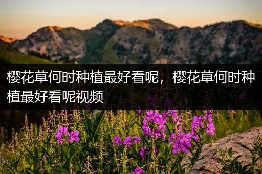 樱花草何时种植最好看呢，樱花草何时种植最好看呢视频