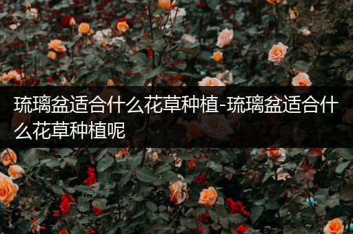 琉璃盆适合什么花草种植-琉璃盆适合什么花草种植呢
